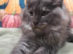 Midnight Novas Rolling Thunder - Maine Coon Kitten For Sale - Houston, TX, US