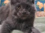 Midnight Novas Azure - Maine Coon Kitten For Sale - Houston, TX, US