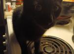 Spookyy - American Shorthair Kitten For Sale - 