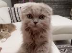 Eney - Scottish Fold Kitten For Sale - 