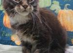 Midnight Novas Ash & Cinders - Maine Coon Kitten For Sale - Houston, TX, US