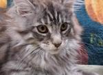 Midnight Novas Aqua Marina - Maine Coon Kitten For Sale - Houston, TX, US