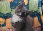 Midnight Novas Tekhelet - Maine Coon Kitten For Sale - Houston, TX, US