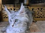 Feyre Midnight Stars High Lady o' the Night Court - Maine Coon Kitten For Sale - 