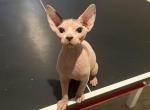 Three male sphynx kittens - Sphynx Kitten For Sale - San Angelo, TX, US