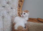 pumpkin - Scottish Fold Kitten For Sale - 