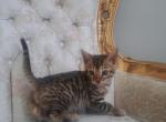 Serafina - Bengal Kitten For Sale - 