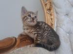 Mallie - Bengal Kitten For Sale - 