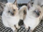 Blue Point Siamese - Siamese Kitten For Sale - Geneseo, NY, US