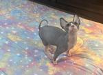 Jeffrey - Sphynx Kitten For Sale - 