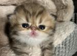 Golden shaded Princess - Persian Kitten For Sale - 