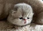 Blue golden shaded Prince - Persian Kitten For Sale - 