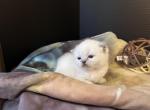 Maple - Scottish Straight Kitten For Sale - 