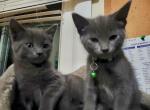 Twins - Domestic Kitten For Sale - Round Lake Beach, IL, US