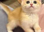 jasper NY12 - British Shorthair Kitten For Sale - Fontana, CA, US