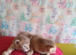 Red girls for thanksgiving - Abyssinian Kitten For Sale - 