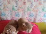 Rusty Red holiday girls - Abyssinian Kitten For Sale - 