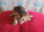 Ruddy girl sweet simba - Abyssinian Kitten For Sale - 