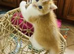 Milo - Scottish Straight Kitten For Sale - 