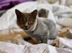 Cinder Scotish Straight - Scottish Straight Kitten For Sale - 