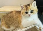 Chanel - Scottish Straight Kitten For Sale - Sacramento, CA, US