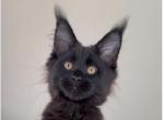 Marsha - Maine Coon Kitten For Sale - 