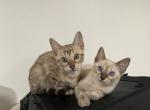 TICA ready to go - Bengal Kitten For Sale - 