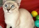 END OF SUMMER LAST MALE SALE - Siamese Kitten For Sale - Cherry Hill, NJ, US