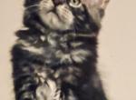 Summer24 - Maine Coon Kitten For Sale - East Taunton, MA, US