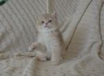 Blue golden shorthair ay12 boy - British Shorthair Kitten For Sale - Brooklyn, NY, US