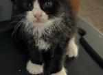 Harley - Maine Coon Kitten For Sale - Rock Island, IL, US