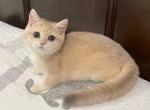 British Shorthair Golden Pink Female - British Shorthair Kitten For Sale - Orlando, FL, US