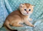 British Shorthair  Golden Female - British Shorthair Kitten For Sale - Orlando, FL, US