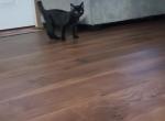 Salem - Domestic Kitten For Sale - Claymont, DE, US