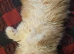 Gabrielle - Persian Kitten For Sale - 