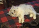 Elvis - Persian Kitten For Sale - 