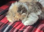 California - Persian Kitten For Sale - 