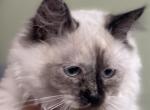 Siberian Neva Masquerade Kittens - Siberian Kitten For Sale - 