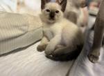 Bella - Siamese Kitten For Sale - Philadelphia, PA, US