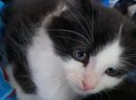 5kittens - Domestic Kitten For Adoption - Worcester, MA, US