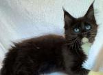 Azalea - Maine Coon Kitten For Sale - Brighton, CO, US