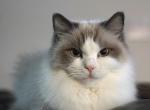 Pearl the Ragdoll Queen - Ragdoll Cat For Sale - 