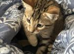 Felicia - Bengal Kitten For Sale - Brooklyn, NY, US