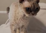 Lillie - Devon Rex Kitten For Sale - 