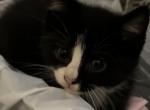 Lucky - Domestic Kitten For Sale - 