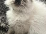 Binks and Oscars kittens little Brinks cattery - Persian Kitten For Sale - Massillon, OH, US