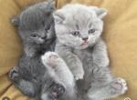 Kiara - British Shorthair Kitten For Sale - 