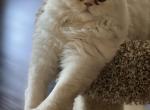 Fido - Persian Kitten For Sale - Noble, OK, US