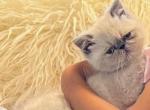 Fusa - Persian Kitten For Sale - Noble, OK, US