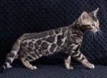 TICA Bengal kittens Goose and Glimmer litter - Bengal Kitten For Sale - Eagle Mountain, UT, US